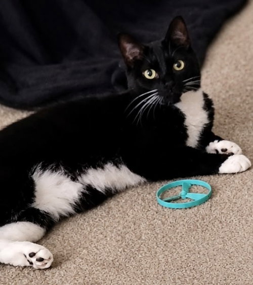 picture of the cat needing adoption