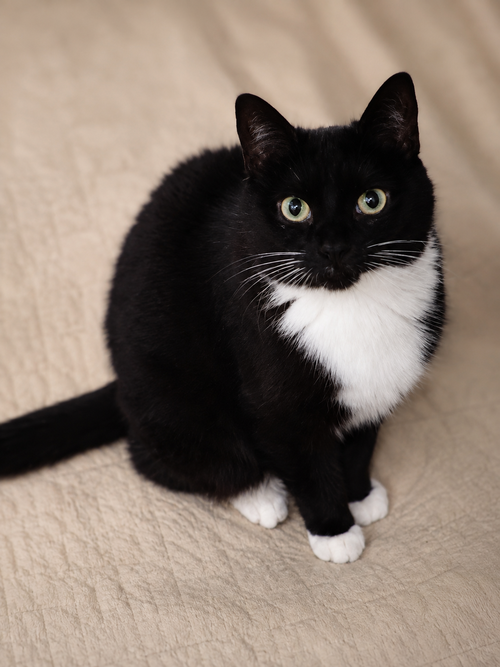 Photo 2 of Martina (Bonded with Lady)