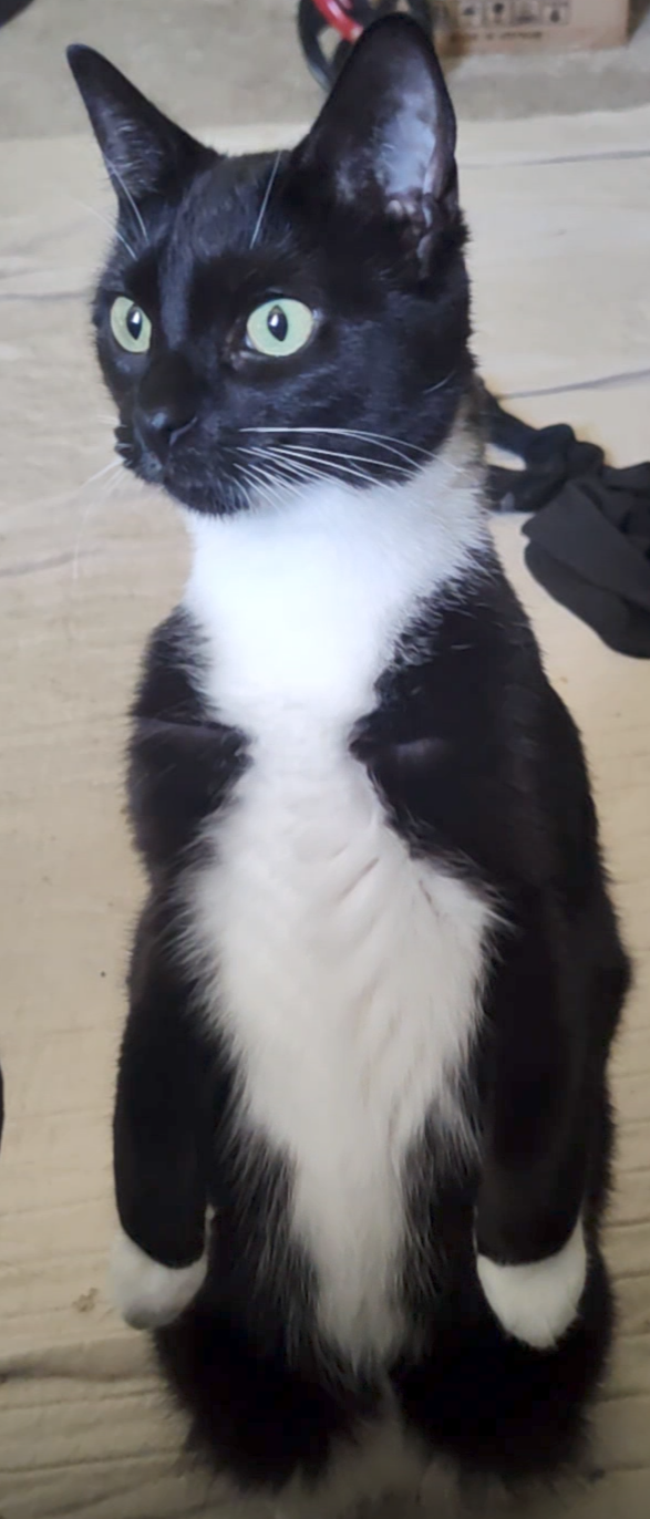 Martina (Bonded with Lady)