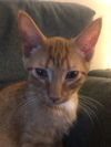Napoleon(MUST BE ADOPTED WITH DESIREE)