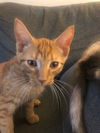 Napoleon(MUST BE ADOPTED WITH DESIREE)