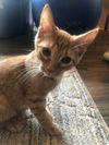 Napoleon(MUST BE ADOPTED WITH DESIREE)