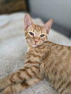 Napoleon(MUST BE ADOPTED WITH DESIREE)