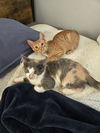 Napoleon(MUST BE ADOPTED WITH DESIREE)