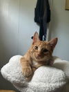 Napoleon(MUST BE ADOPTED WITH DESIREE)