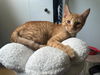 Napoleon(MUST BE ADOPTED WITH DESIREE)