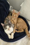 Napoleon(MUST BE ADOPTED WITH DESIREE)