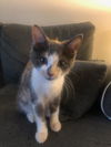 Desiree(MUST BE ADOPTED WITH NAPOLEON)