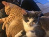 Desiree(MUST BE ADOPTED WITH NAPOLEON)