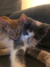 Desiree(MUST BE ADOPTED WITH NAPOLEON)