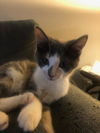 Desiree(MUST BE ADOPTED WITH NAPOLEON)