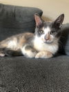 Desiree(MUST BE ADOPTED WITH NAPOLEON)