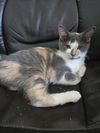 Desiree(MUST BE ADOPTED WITH NAPOLEON)