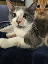 Desiree(MUST BE ADOPTED WITH NAPOLEON)