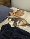 Desiree(MUST BE ADOPTED WITH NAPOLEON)