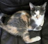 Desiree(MUST BE ADOPTED WITH NAPOLEON)