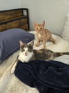 Desiree(MUST BE ADOPTED WITH NAPOLEON)