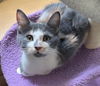 Desiree(MUST BE ADOPTED WITH NAPOLEON)