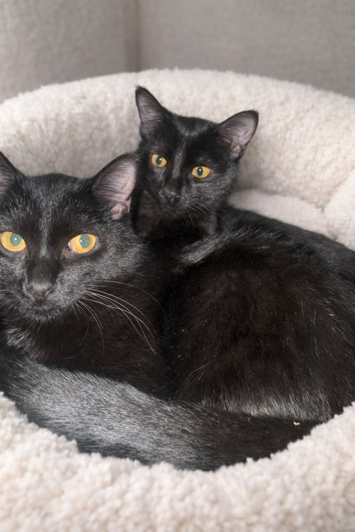 Ilona (must be adopted with Ilya)