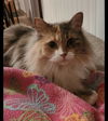 Tinkerbell