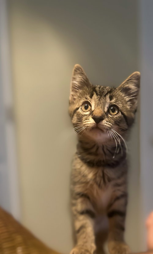 Remus
