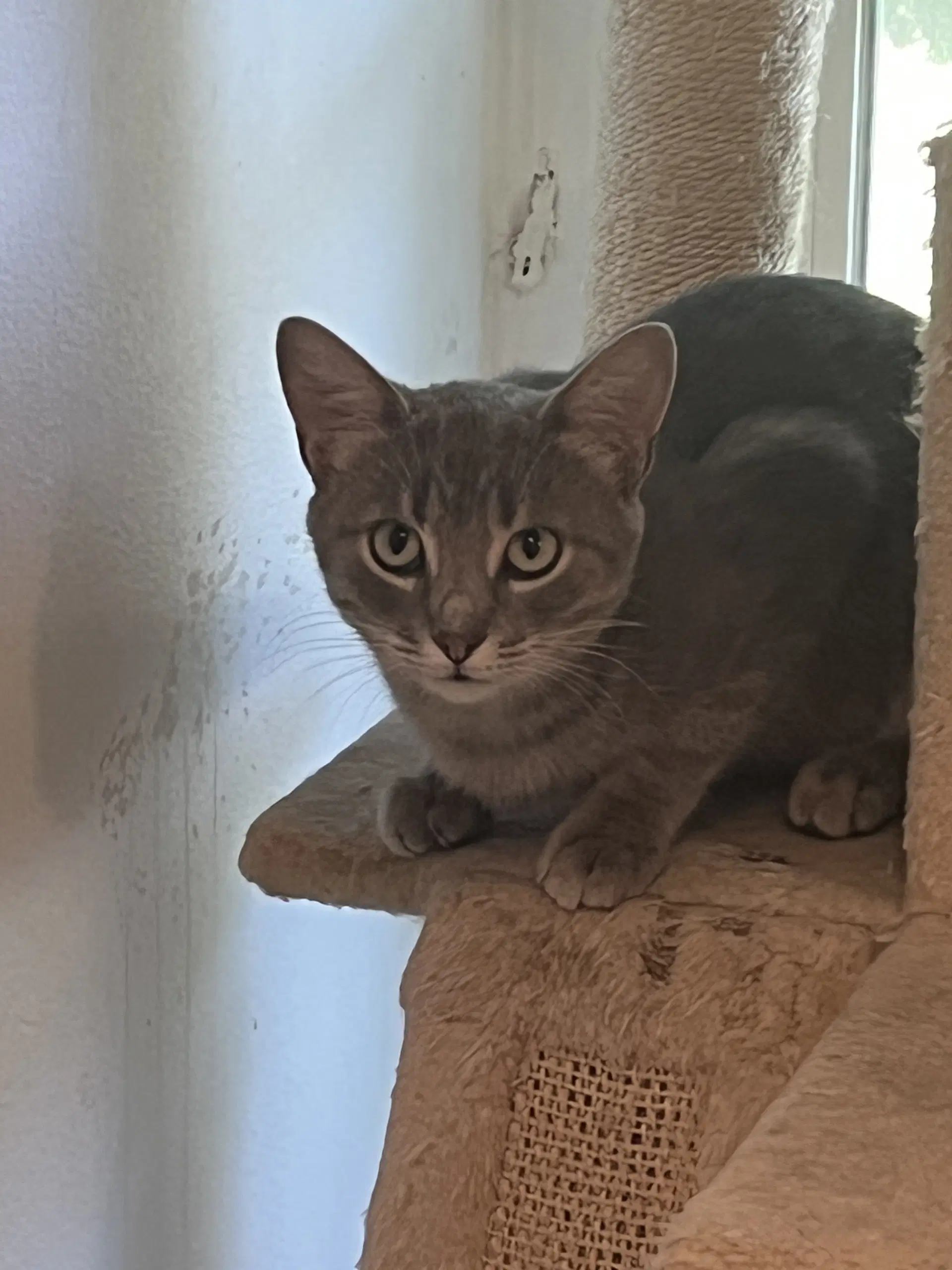 Montgomery Ward - European Shorthair