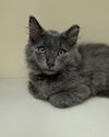Smoky (MUST BE ADOPTED WITH INKEE)