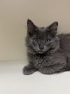 Smoky (MUST BE ADOPTED WITH INKEE)