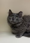 Smoky (MUST BE ADOPTED WITH INKEE)