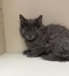 Smoky (MUST BE ADOPTED WITH INKEE)