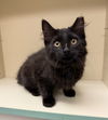 Inkee (MUST BE ADOPTED WITH  SMOKY)