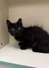 Inkee (MUST BE ADOPTED WITH  SMOKY)