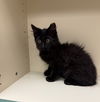 Inkee (MUST BE ADOPTED WITH  SMOKY)