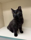 Inkee (MUST BE ADOPTED WITH  SMOKY)