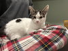 Vicki Vale (polydactyl)