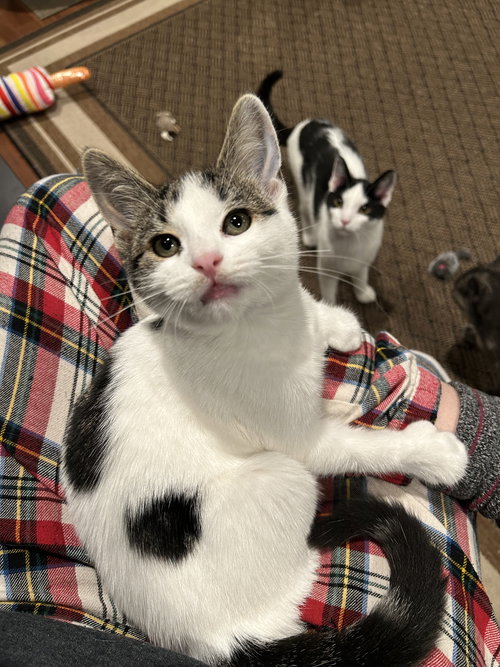 Vicki Vale (polydactyl)