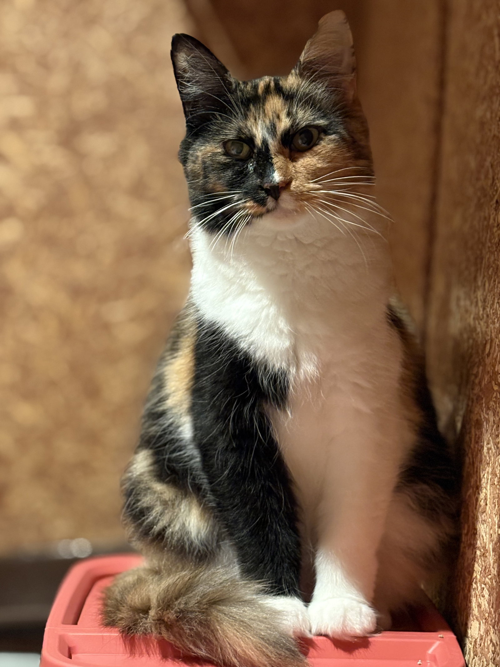 Edith ( must be adopted with ESTHER)