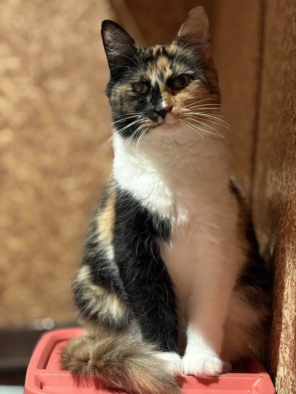 Edith (must be adopted with ESTHER)
