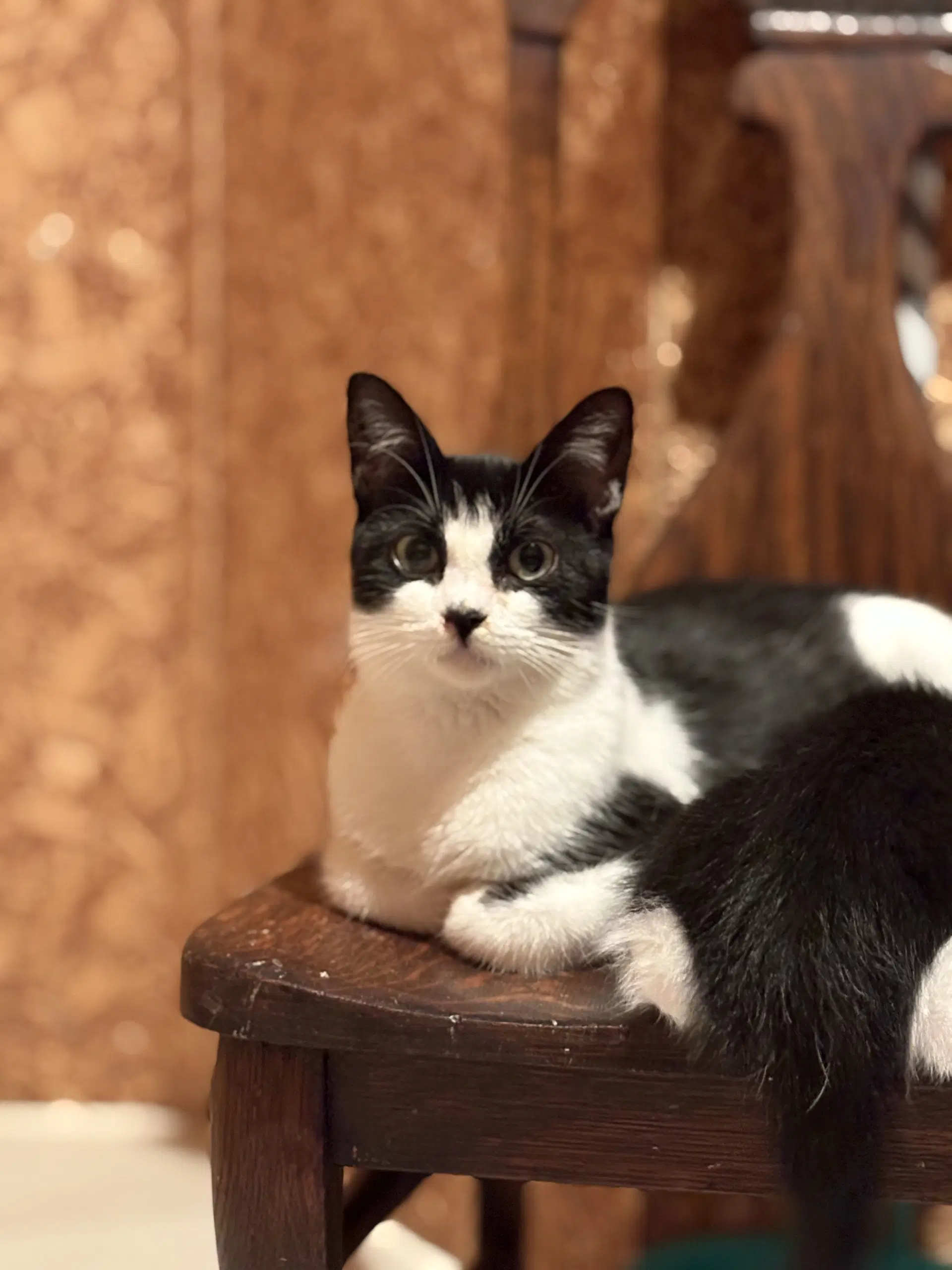 Esther  Must Be Adopted With Edith image 2