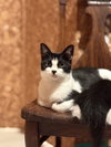 Esther