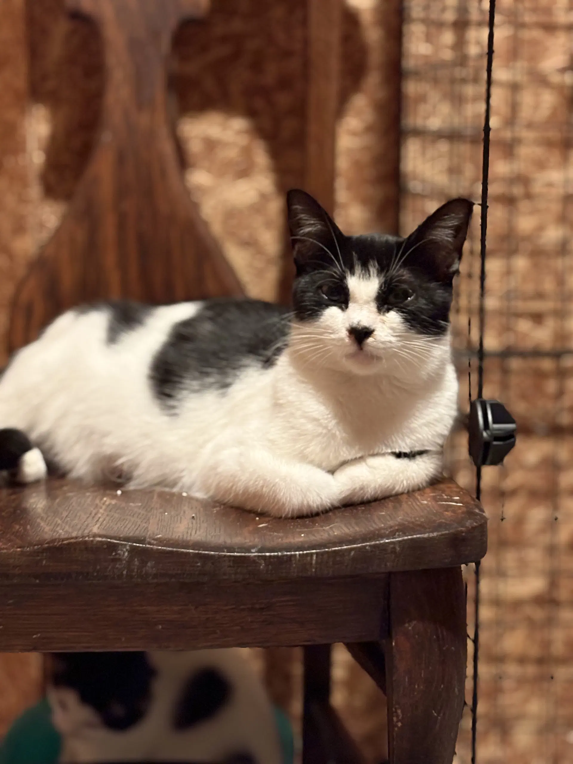 Esther  Must Be Adopted With Edith image 3