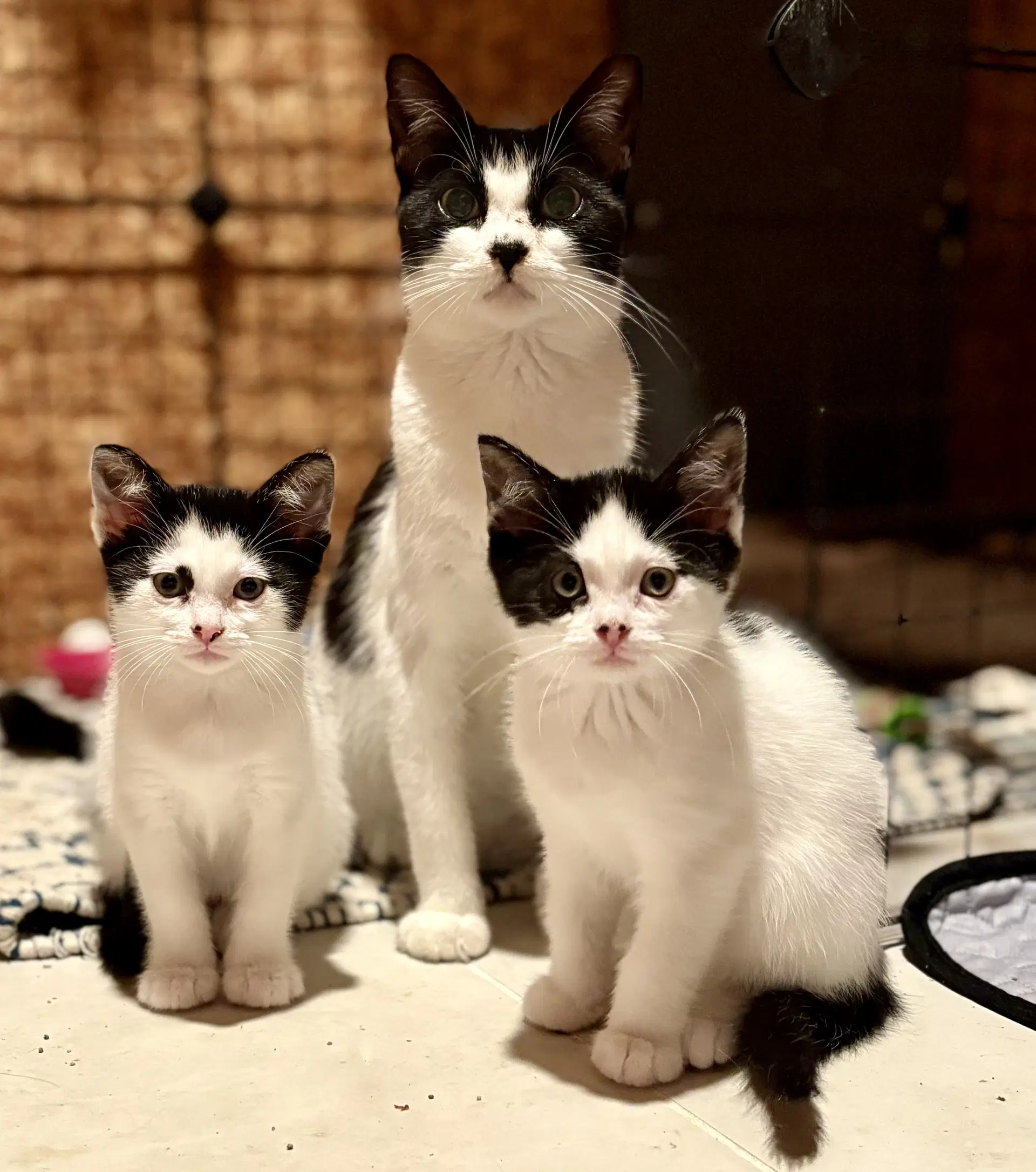 Esther  Must Be Adopted With Edith image 4