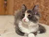 Evelynn (Must Be Adopted With Elijah)