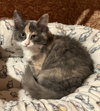 Evelynn (Must Be Adopted With Elijah)