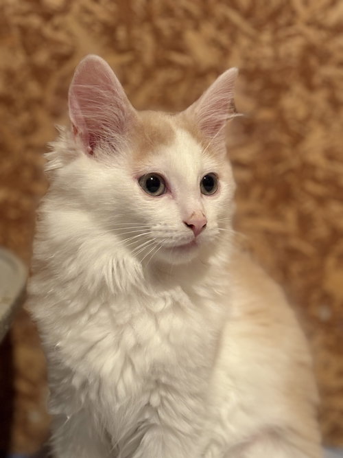 Elijah (Must Be Adopted With Evelynn)