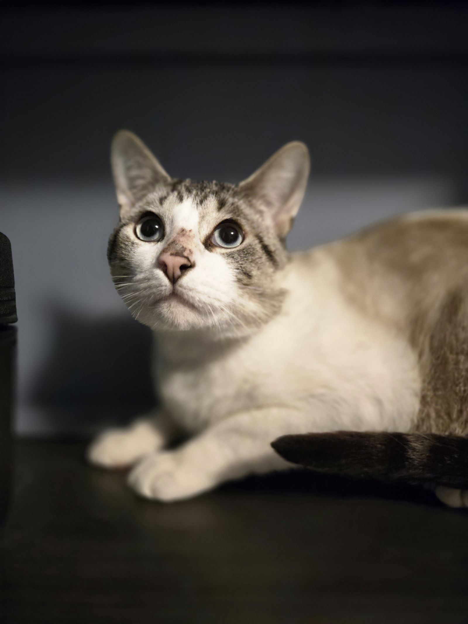 adoptable Cat in Novi, MI named Mufasa