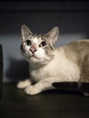 adoptable Cat in  named Mufasa