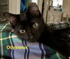Odysseus