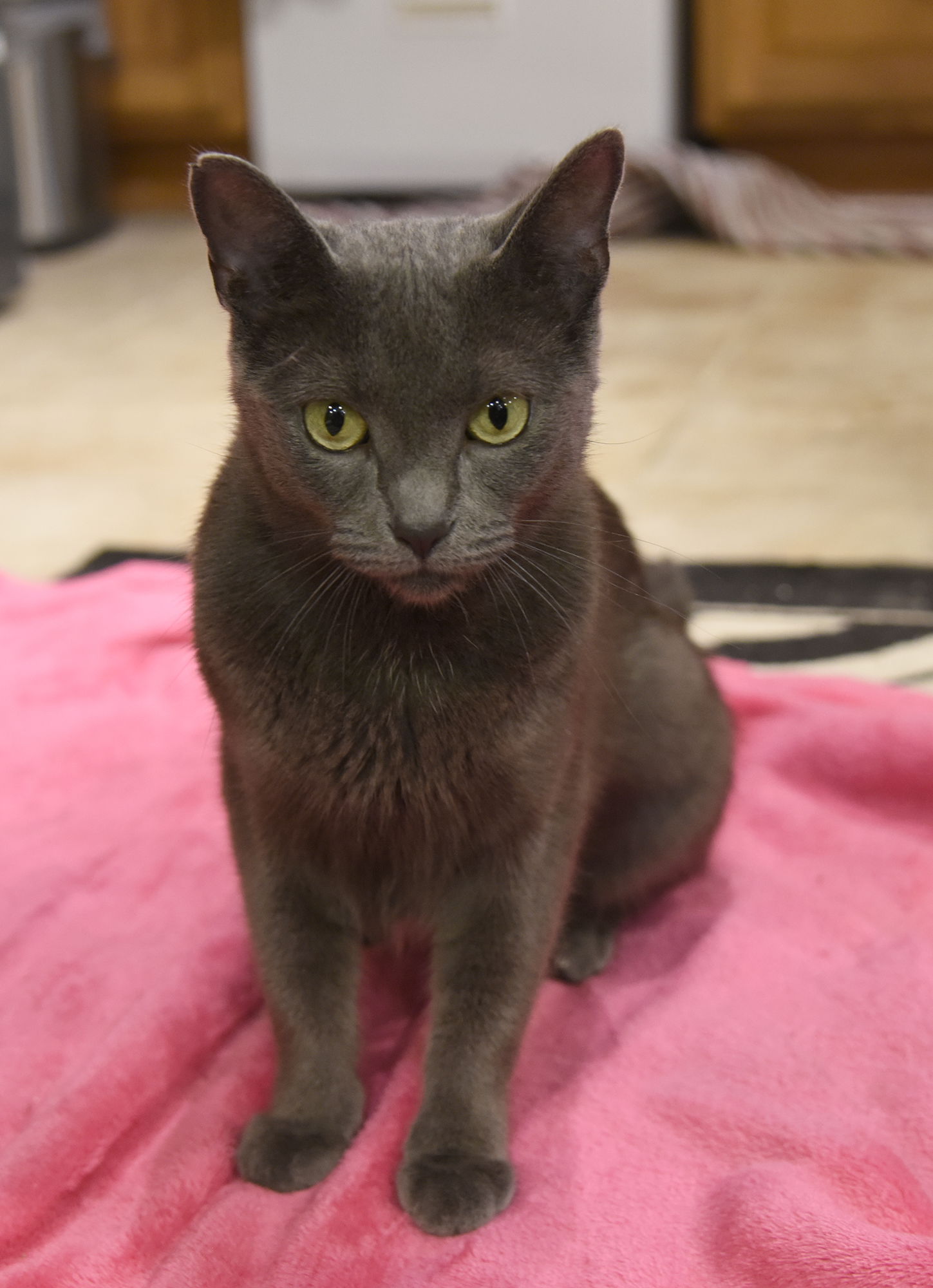adoptable Cat in Waterford, MI named Chuck