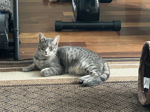 Fynn